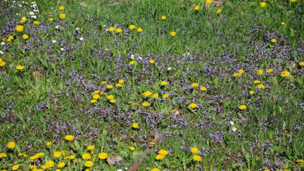 Kräuterrasen anlegen – pflegeleicht, farbenfroh und wertvoll für Insekten